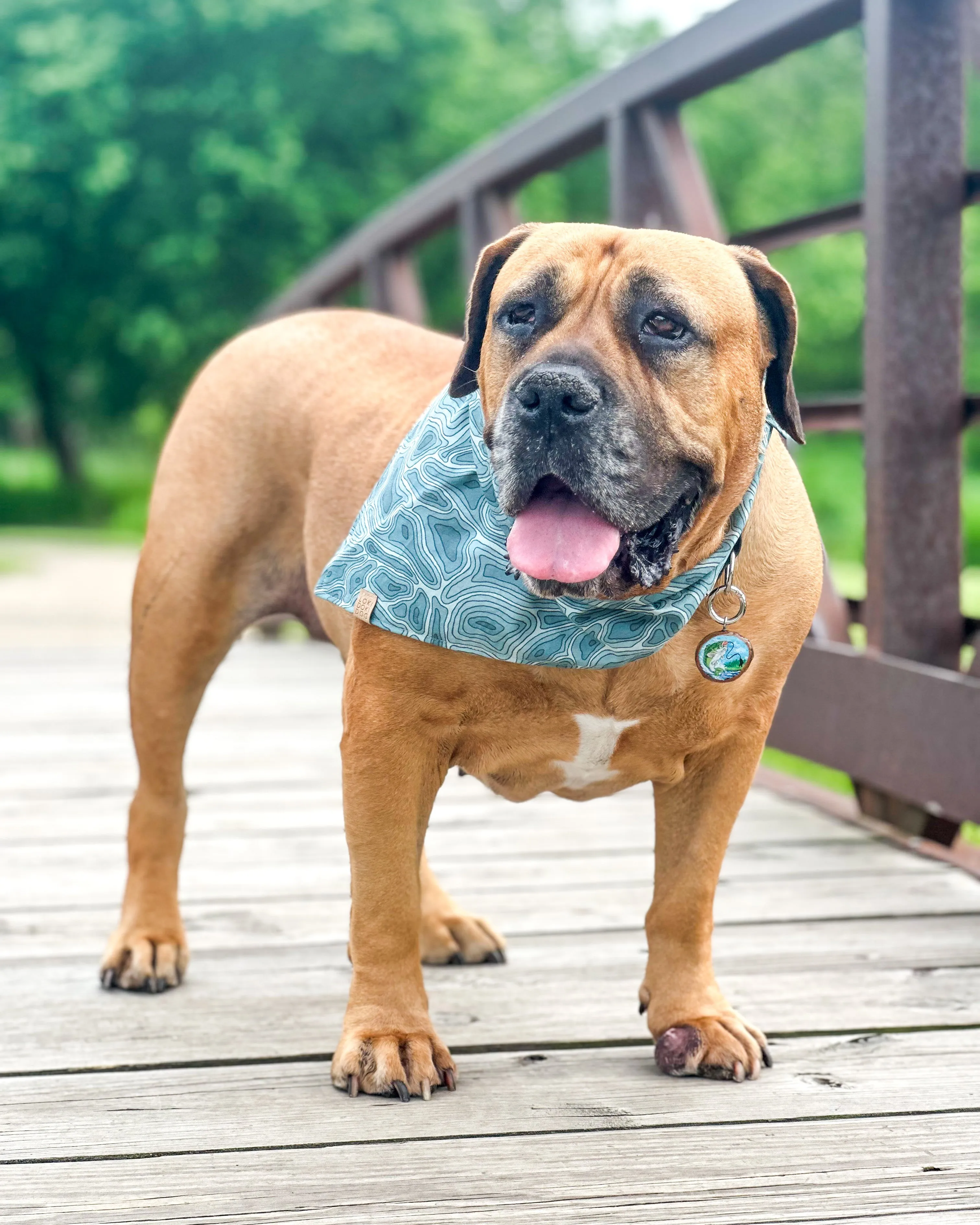 Terrain Dog Bandana