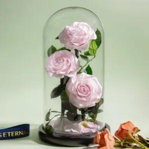Three-Headed Rose Dome – Elegant Gift For Any Occasion